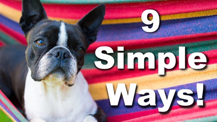 9 Easy Ways To Become A Great Dog Parent!