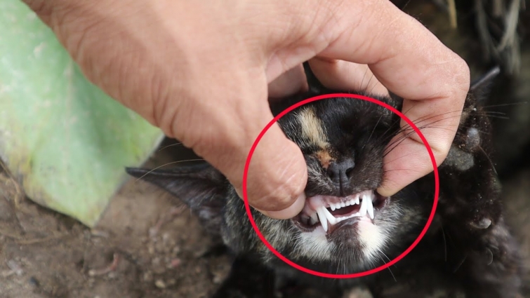Cat teeth are really scary​ | How To Brush Your Cat's Teeth