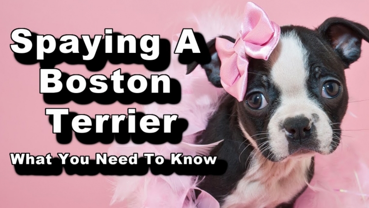 Pros & Cons Of Spaying A Female Boston Terrier – And Much More!