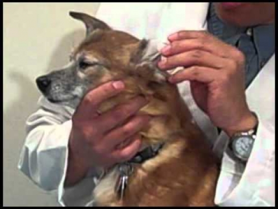 Veterinarian Demonstrates How to Clean a Dog's Ears