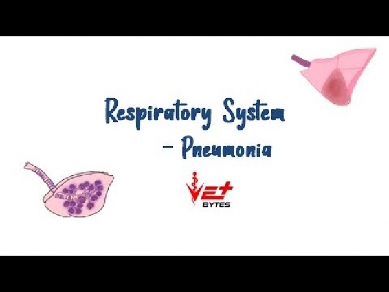 Pneumonia – Causes, Mechanism and Types | Respiratory system | Vet Bytes