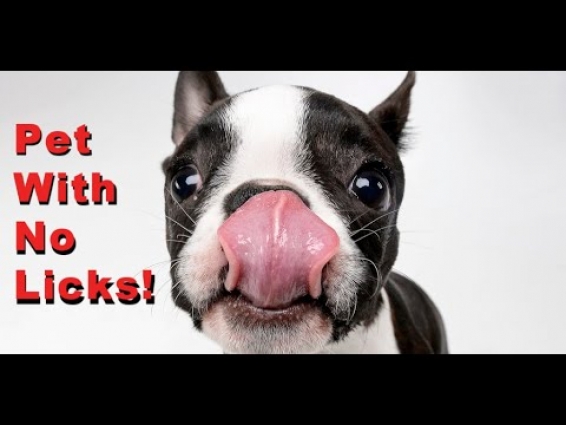 How To Pet Your Boston Terrier Without Them Licking You!