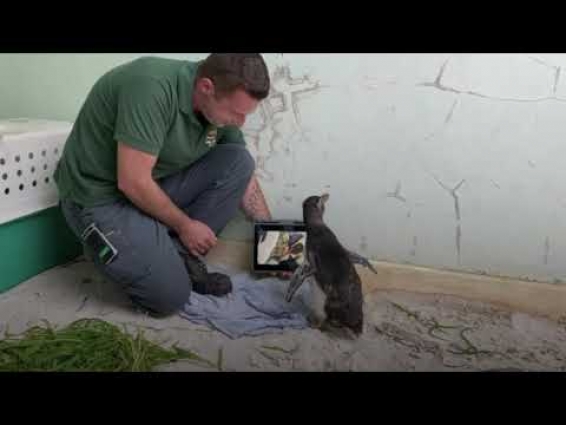 Pierre the Rockhopper Penguin Lonely at Perth Zoo Watches Pingu on iPad & Animal Documentaries Video