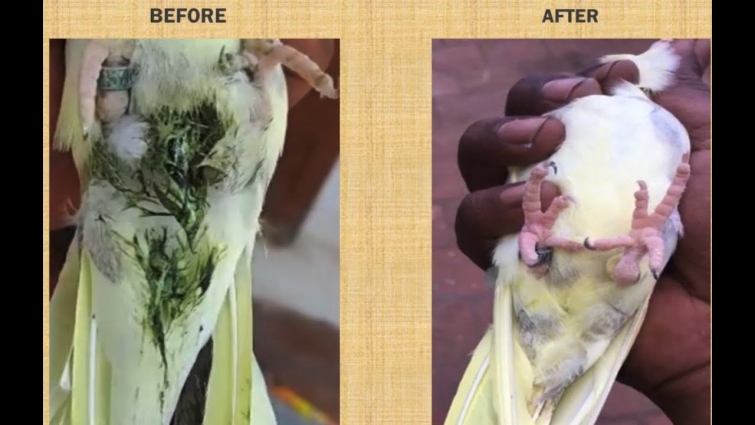 COCKATIEL Bacterial Infection (ENGLISH) || GREEN POOP || 100% CURE Treatment ||| SUKKA |||