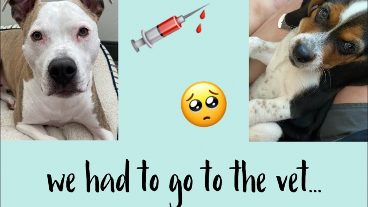we had to go to the vet…