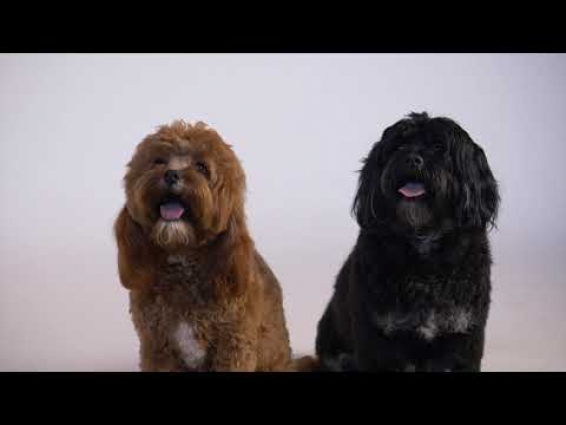 Two puppies side by side|Adoring pets