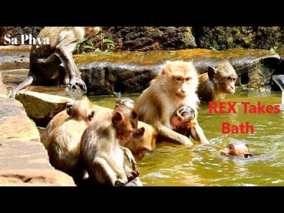 OMG! Young Mom Rose Wash Baby REX In Swimming Pool, REX So Vet and Hard Breasting In Water