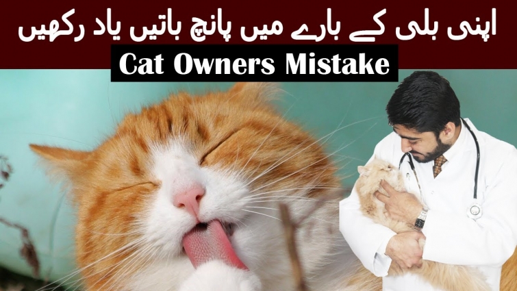 5 Things About Caring for Cats || Every Pet Owner Should Know || Vet Furqan Younas