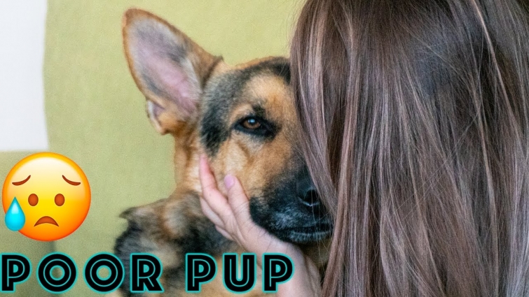 German Shepherd Unexpected Vet Visit.