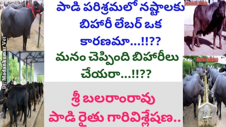 Dairy Farm Bihar Labour | Bihar Labour imact on Milk Production Telugu | Dr. Madankumar Vet