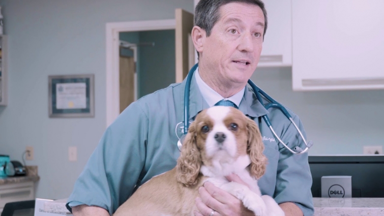 Westside Animal Hospital – Pre roll
