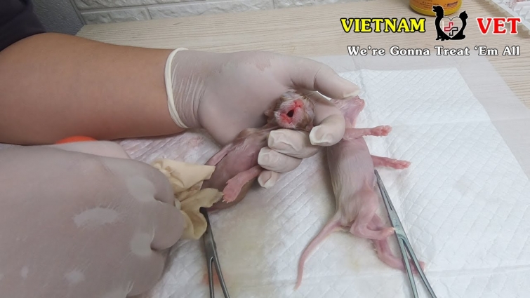 Saving and reviving a mommy cat and her 2 newborn baby kittens – God blessed 2 little kittens
