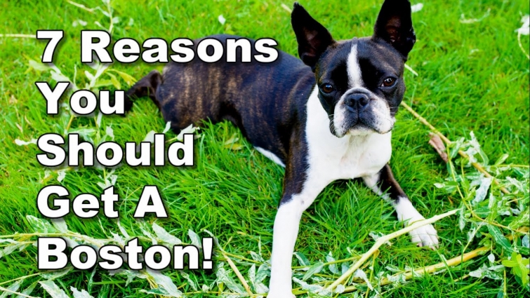 7+ Reasons You SHOULD Get A Boston Terrier – Owner's Surveyed