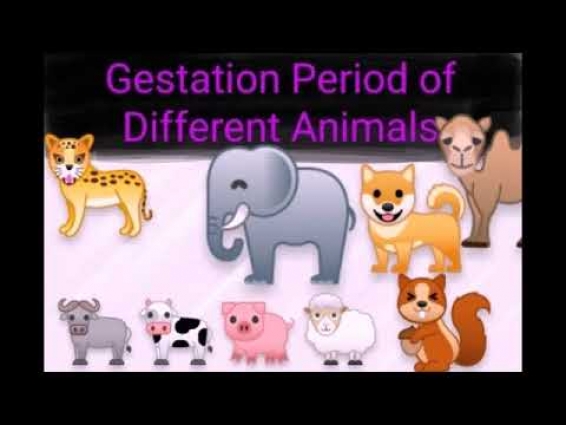 Gestation Period of Different Animals | Veterinary Medicine