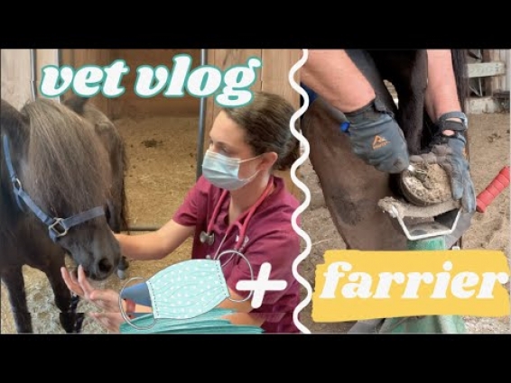 Horse Vet Vlog + Farrier Visit During the Covid-19 Pandemic!