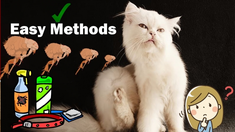 5- Best flea treatment for cats in 2020  || Vet Furqan Younas