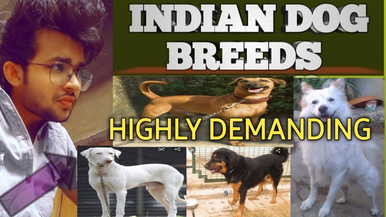 Top 10 Indian dog breeds/ There origin / demanding Rajapalayam /by Sahil Malik (vet.)/THE PET VISION