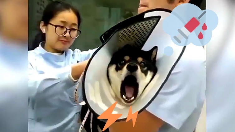 DRAMA QUEEN DOG AT THE PETS CLINIC