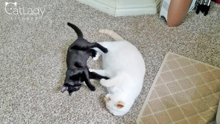 Cat VS Kitten Battle 🙀🐾 oh AND it's Alfred's birthday!!! 🎉
