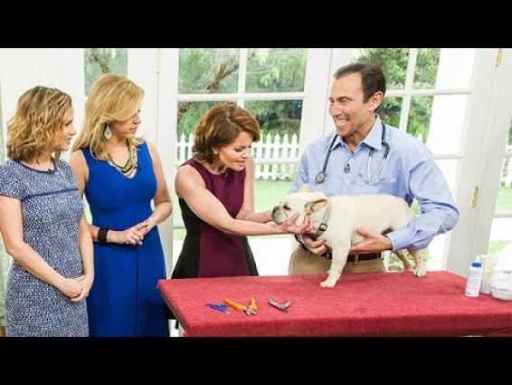 Pets – Veterinarian Dr. Jeff Werber Must-Do Dog Grooming Tips – Hallmark Channel