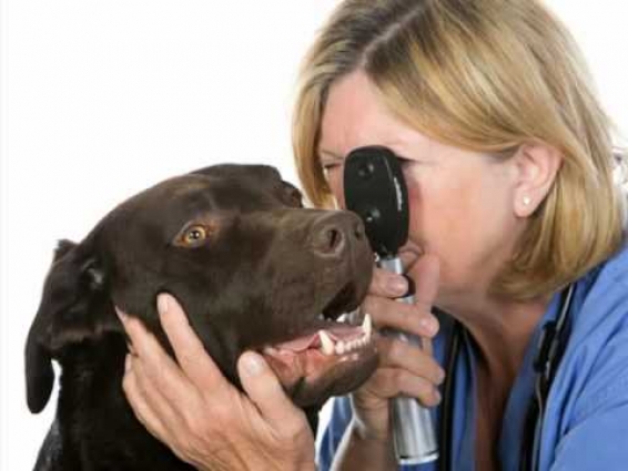 A House Call Service – Veterinarian Brooklyn, NY