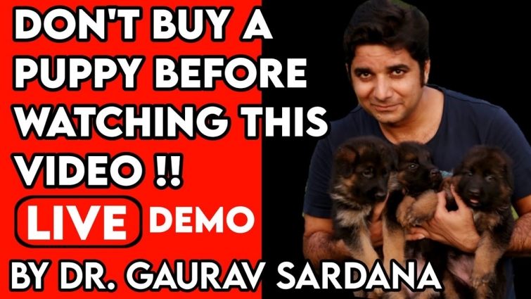 Puppy Buying Guide | By Dr. Gaurav Sardana|how to choose healthy pup|diseasefree pup tips|