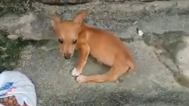 Rescue The Handicapped Puppy Suffering & Abandoned On The Streets