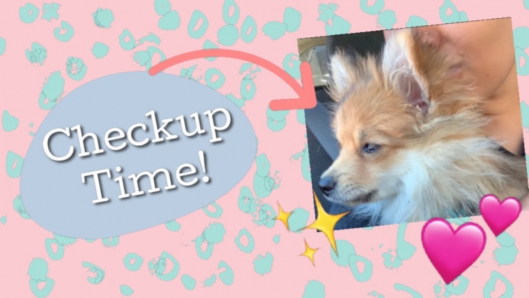 Update On My Puppy: What Going To The Vet Is Like During COVID Times!