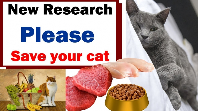 5- Diseases Due to Cat Food || Common Illness || Vet Furqan Younas