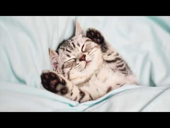 Why Do Cats Sleep so Much? | Cat Culture