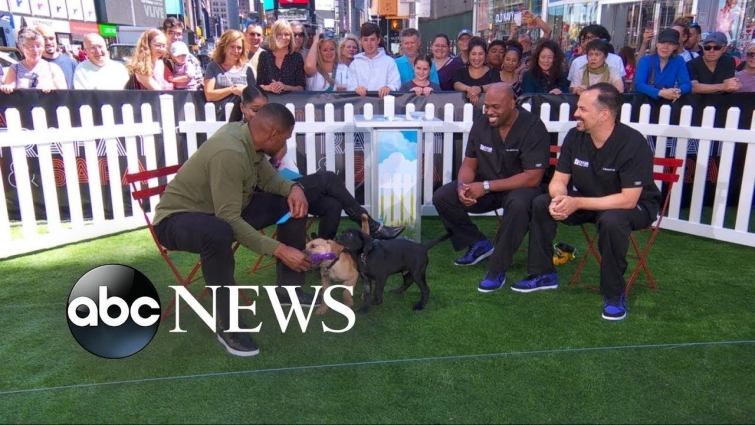 'The Vet Life' Stars And Their Adorable Dogs