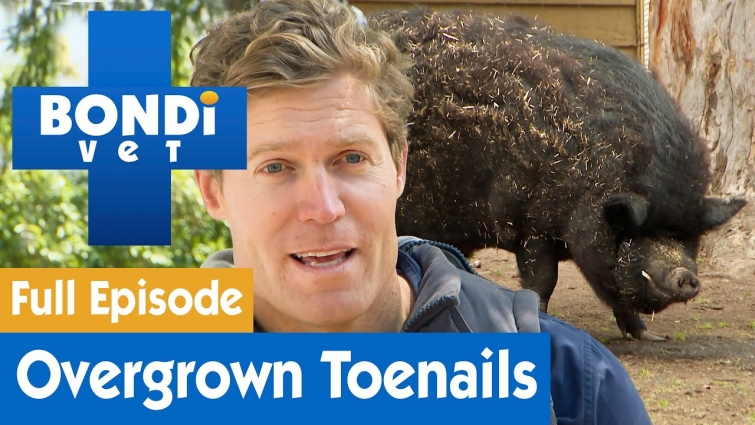 🐷 Pig Trouble In Little Pig Town | FULL EPISODE | S08E07 | Bondi Vet