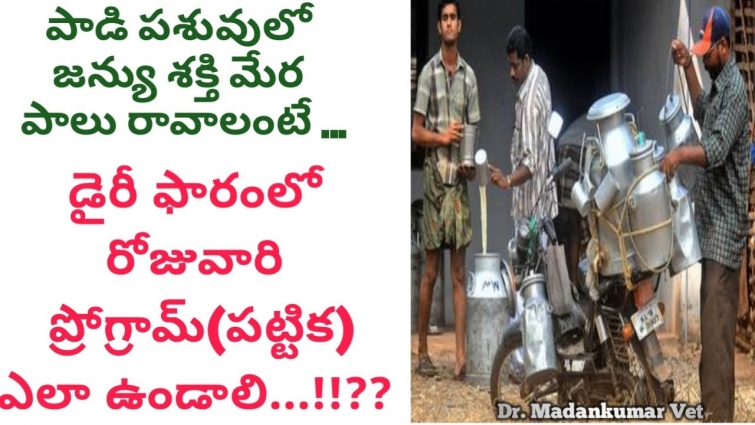 A Day Programme in a Dairy Farm from Morning to Evening Telugu | Dr. Madankumar Vet