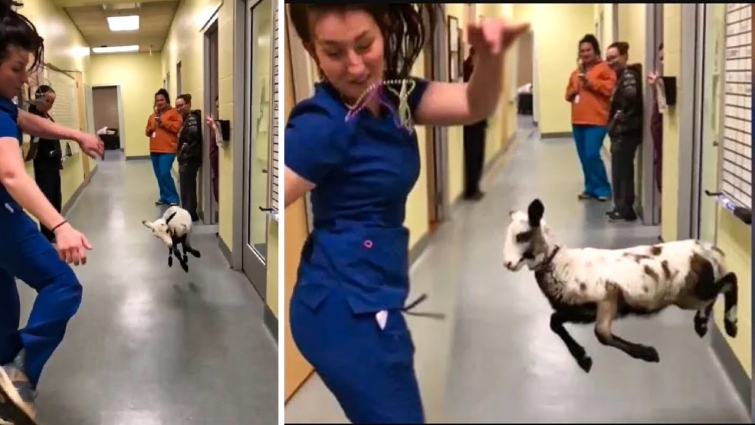 Veterinarian Does Hilarious Dance Off With Cutest Little Lamb