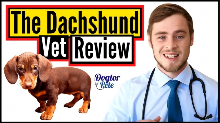 The Dachshund 2020 | Veterinarian Review | Dogtor Pete