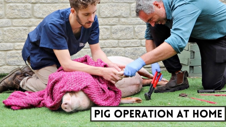 WE HAD TO CALL THE VET! / Milo's Pig Operation At Home