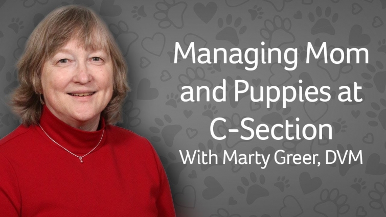 Managing Mom and Puppies at C-Section