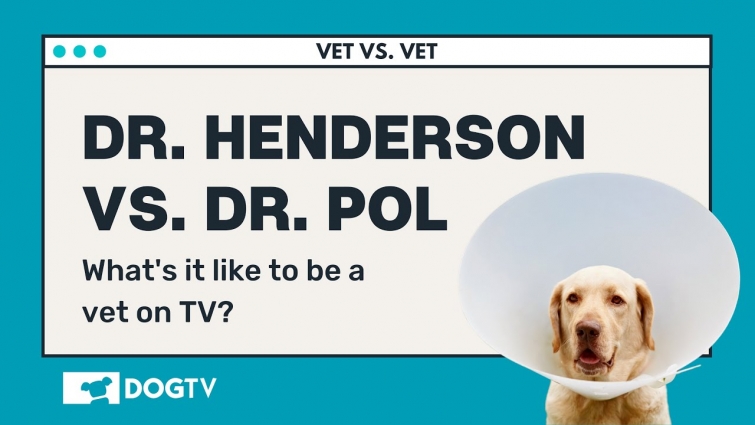 What's it like to be a vet on TV?