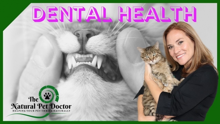 Dog and Cat Dental Health with Dr. Katie Woodley – The Natural Pet Doctor