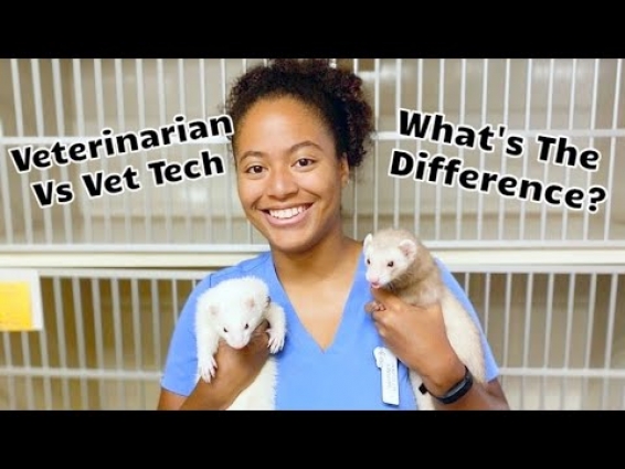 Veterinarian vs Vet Tech: WHAT'S THE DIFFERENCE?