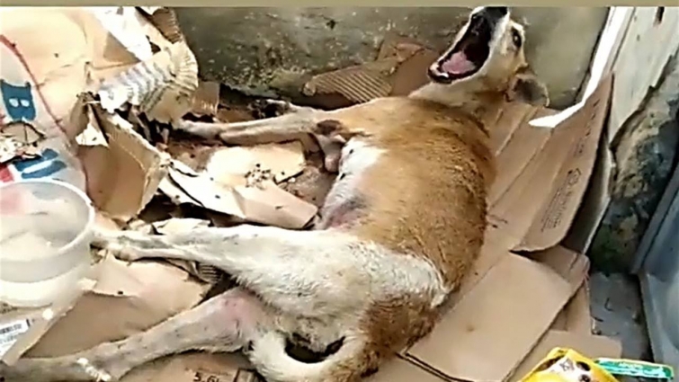 Screaming From Pain, Dog Rescued Being Hit By Car After 3 Days Laying Waits Rescuer