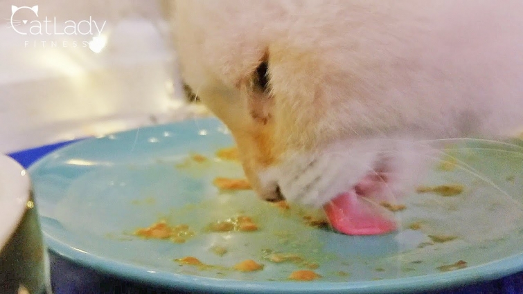Dinner time with the birthday kitty!! 🎉😻 ASMR cat eating sounds