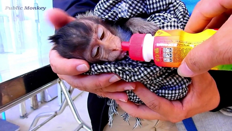 Update! Lizza at Hospital Vet, Baby Lizza is Very Hungry After Meet Doctor Vet