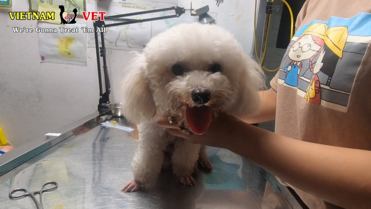 Becoming mommy dog is never easy – Saving a dying mommy dog