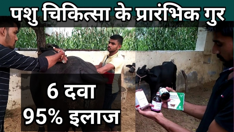 पशु चिकित्सा प्रमुख मेडिसिन Important veterinary medicine theory vety treatment method  Vetsclub