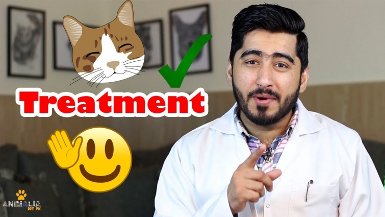 Ear Mites Treatment For Cats || Vet Furqan Younas