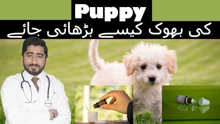 5 Tips – Increase Your Puppy Appetite || Bhok Barhaen || Vet Furqan Younas