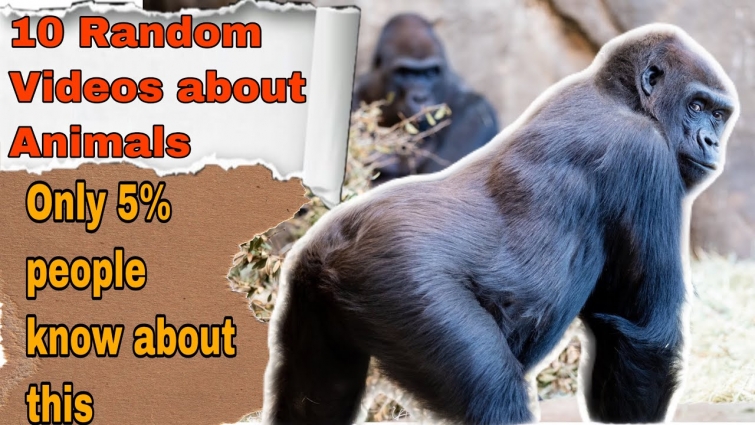10 RANDOM VIDEOS ABOUT ANIMALS