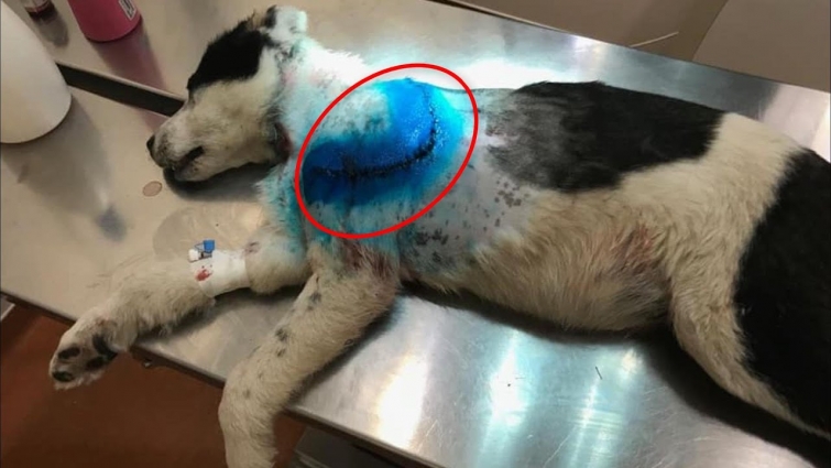 Rescue Poor Puppy Bad Hurt Next to the Road near the Forest All bloood on his fur |Transformed Happy