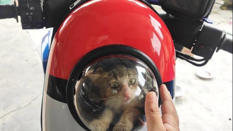 Bawa Kucing ke VET guna Pokeball Backpack Capsule | #catVlog 49